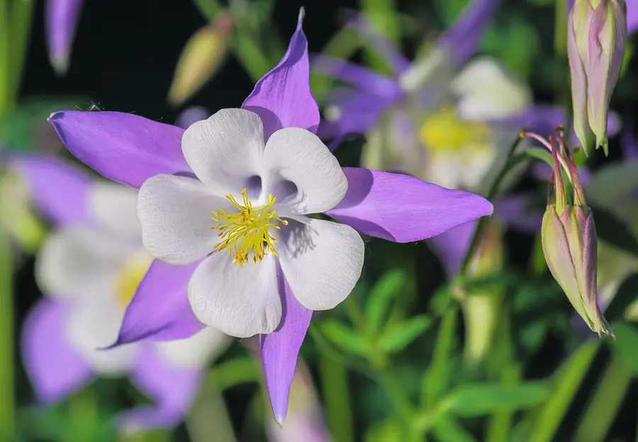blue flowers survivor and recovery