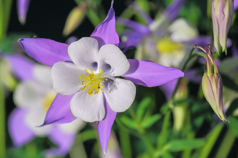 Blue Flowers Of Columbine Are Used In Landscape Design. Blooms C blue flowers survivor and recovery